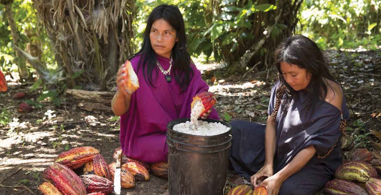 Sustainable cocoa and coffee production, Peru