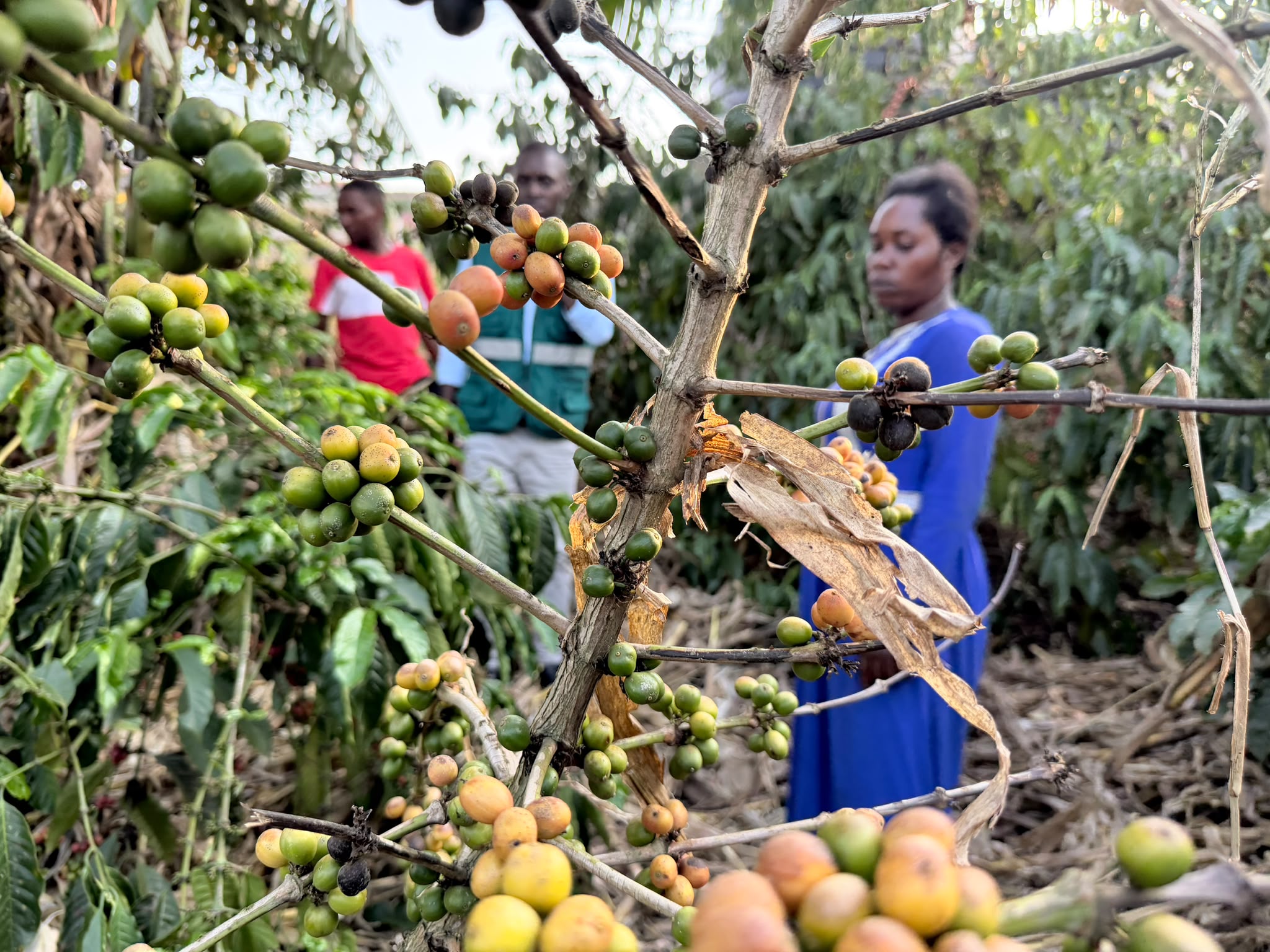 JKCC_2