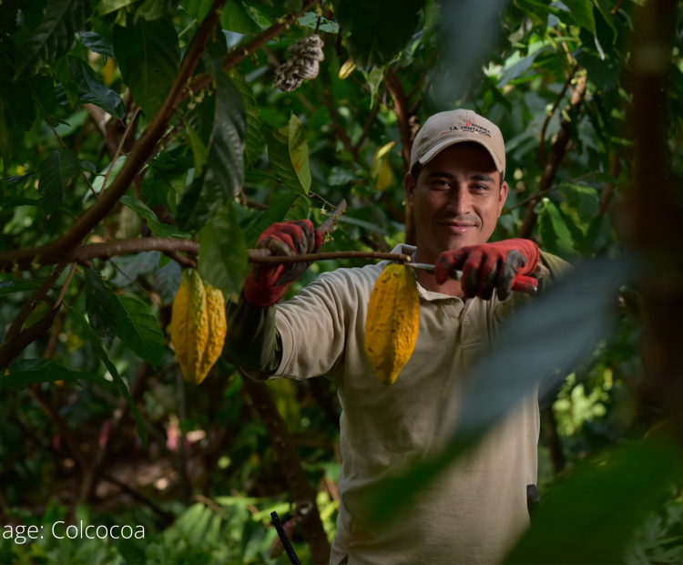 Image: Colcocoa