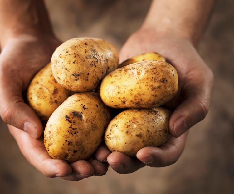 Year of the Potato 2008
