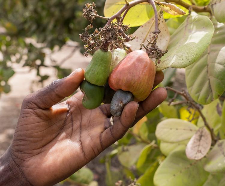 Cashew