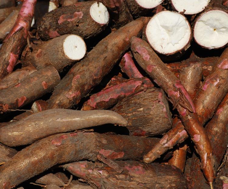 Cassava