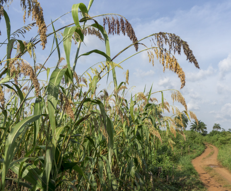 Sorghum
