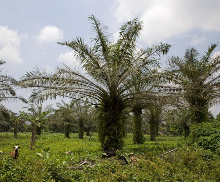 Palm_oil