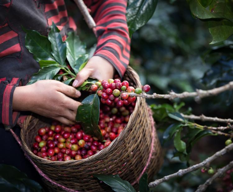 Harvest Arabica coffee