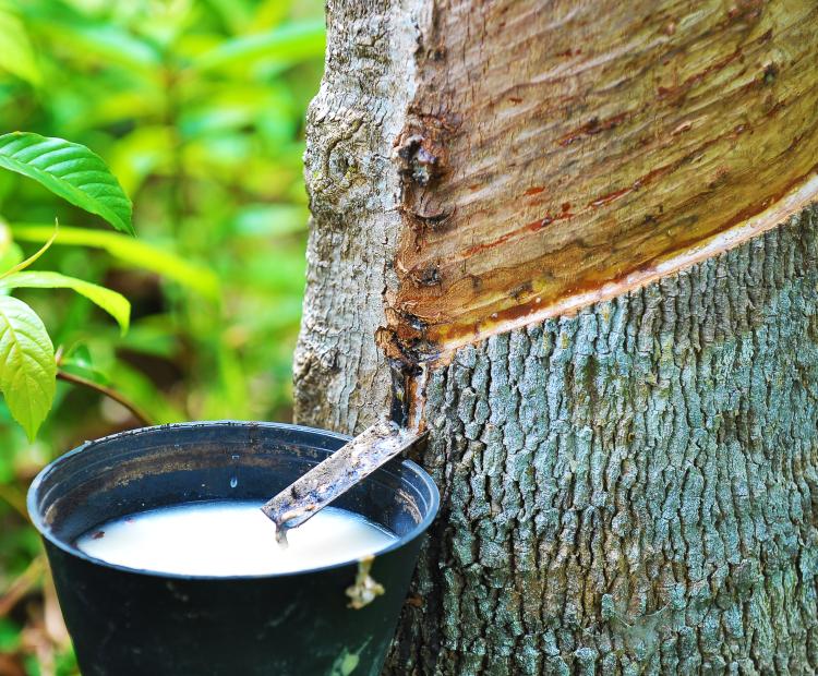 World Rubber summit
